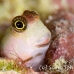 blenny_lubbocks_pb_phi_h_0018_tha0422.jpg